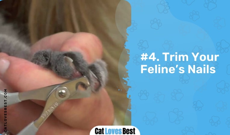 trim your feline's nails