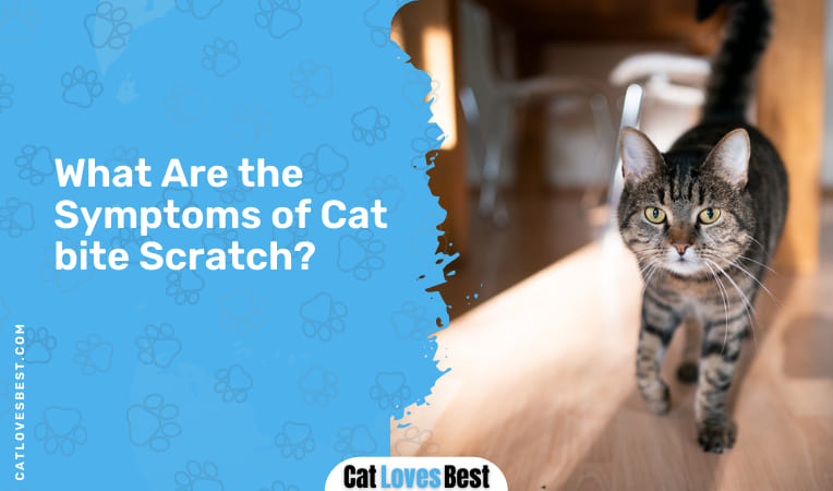 what are the symptoms of cat bite scratch