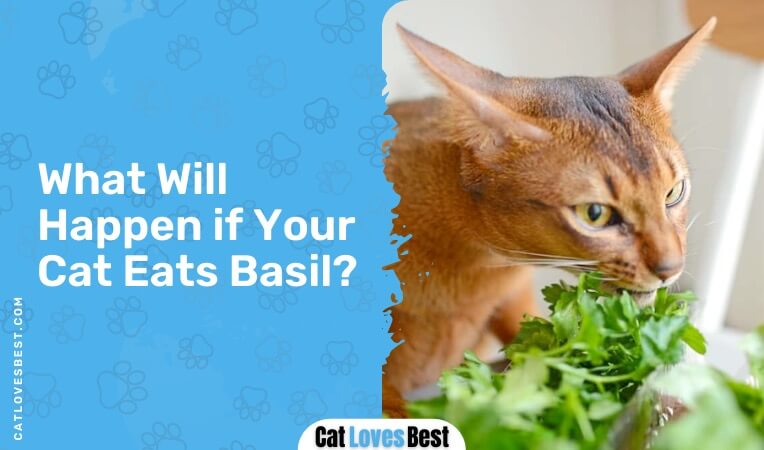 what will happen if your cat eats basil