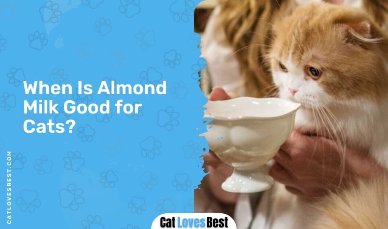 when is almond milk good for cats