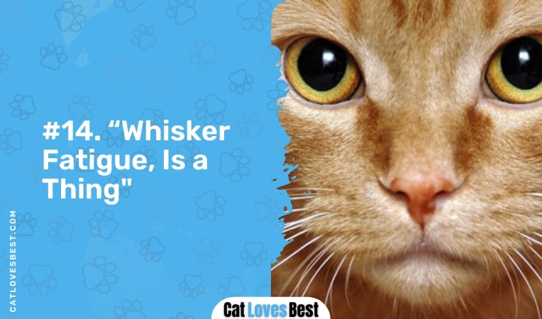 Whisker Fatigue is a Thing
