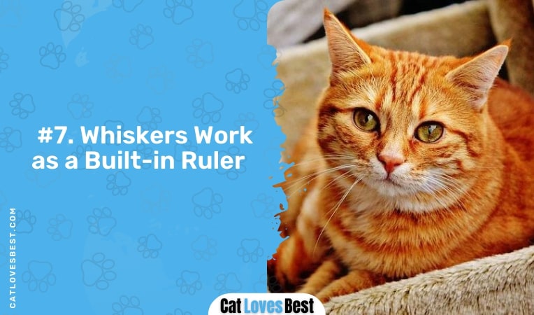 Whiskers Works as a Built-In Ruler
