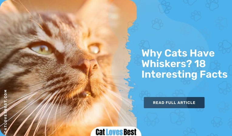 Why Cats Have Whiskers