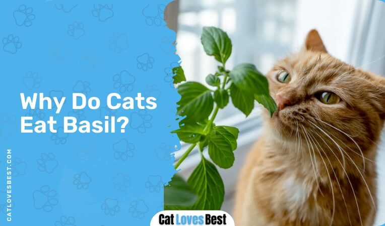 why do cats eat basil