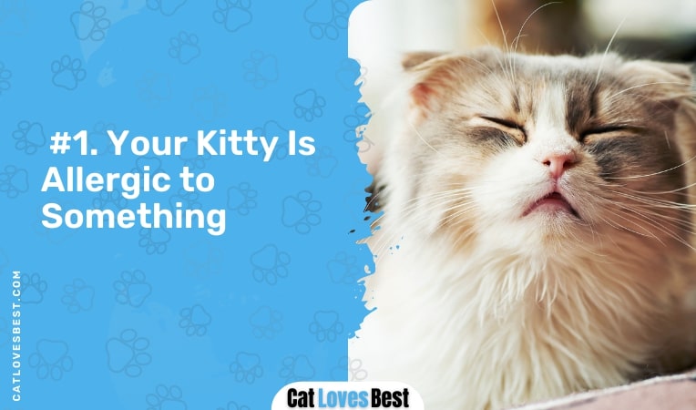 your kitty is allergic to something