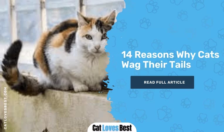 Reasons Why Cats Wag Their Tails