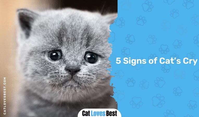 5 Signs of Cat’s Cry