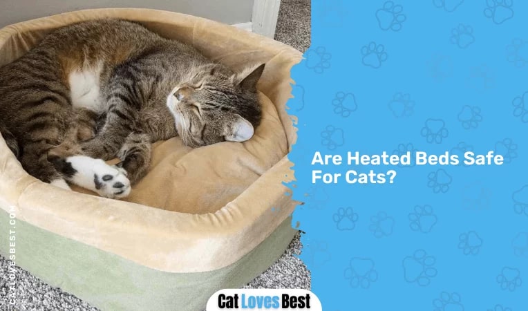 Are Heated Beds Safe for Cats