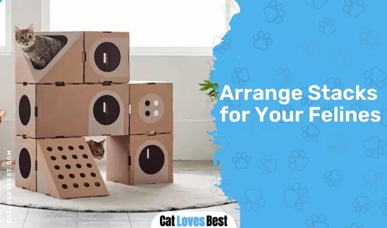 Arrange Stacks for Your Felines