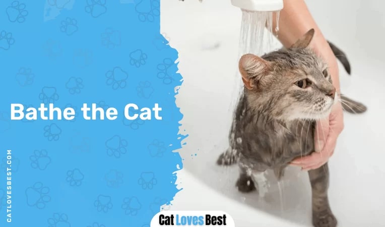  Bathe the Cat