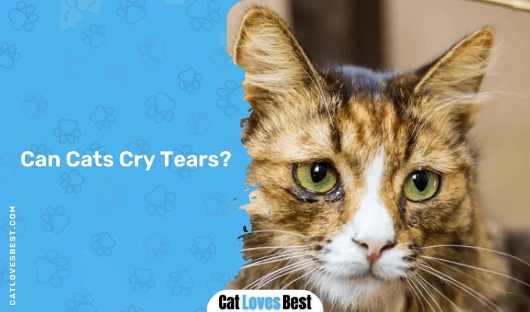 Can Cats Cry Tears