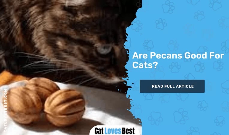 Can Cats Eat Pecans