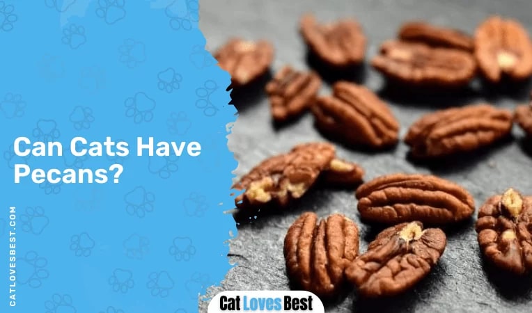 Can Cats Have Pecans