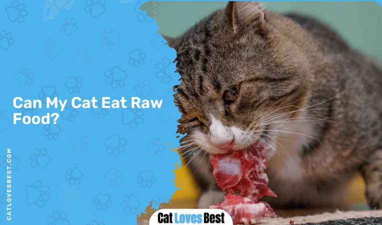 Can My Cat Eat Raw Food