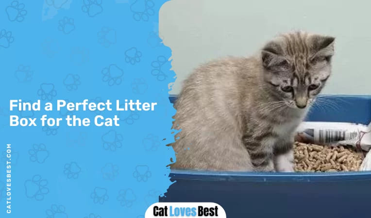 Find a Perfect Litter Box for the Cat
