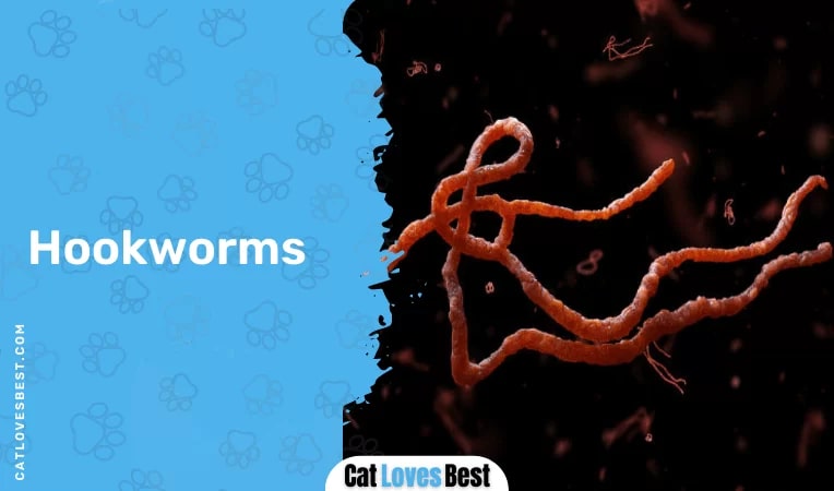  Hookworms
