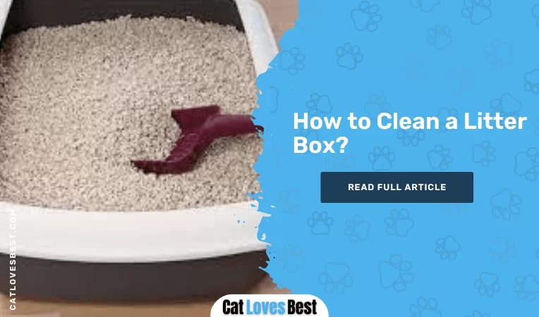 How to Clean a Litter Box