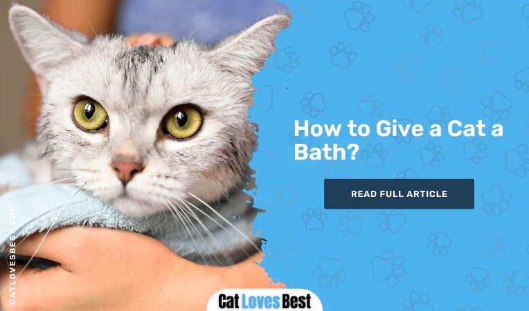 How to Give a Cat a Bath