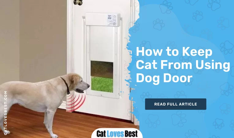 How to Keep Cat From Using Dog Door