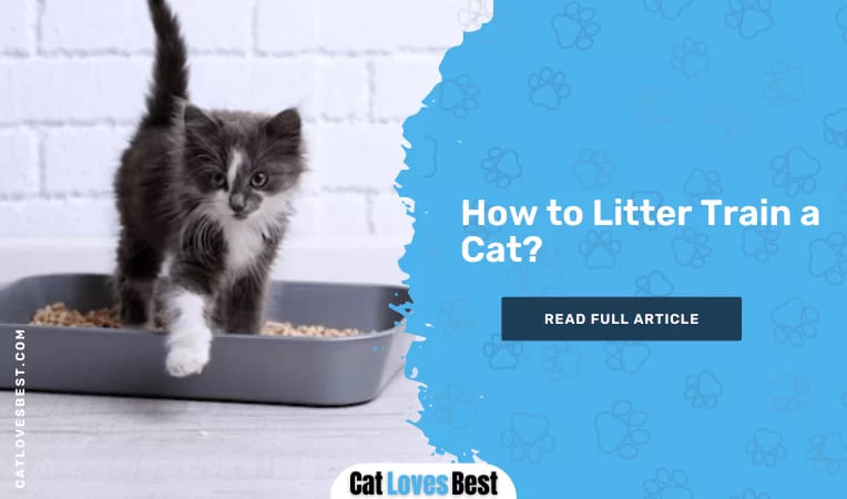 How to Litter Train a Cat