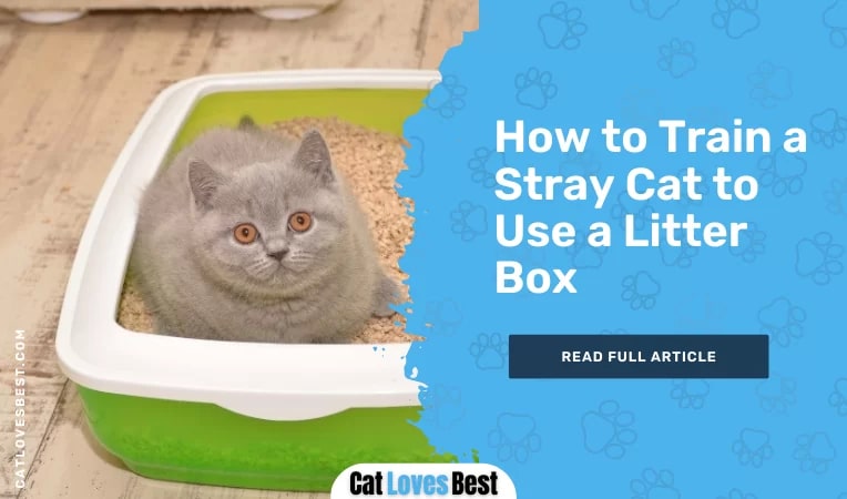 How to Train a Stray Cat to Use a Litter Box