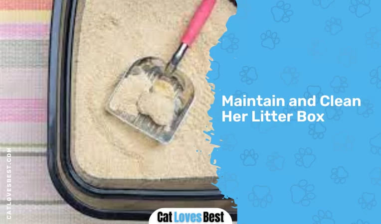 Maintain and Clean Her Litter Box