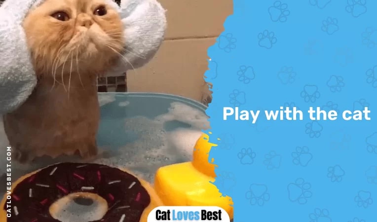 Play with the cat