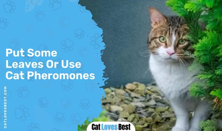 Put Some Leaves Or Use Cat Pheromones
