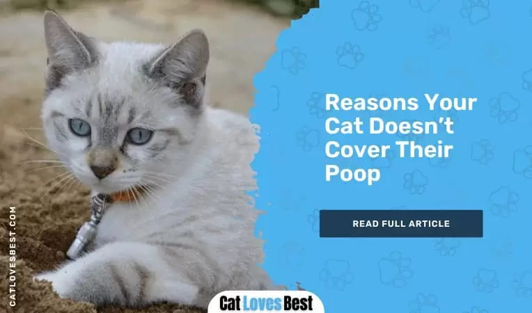 Reasons Your Cat Doesn't Cover Their Poop