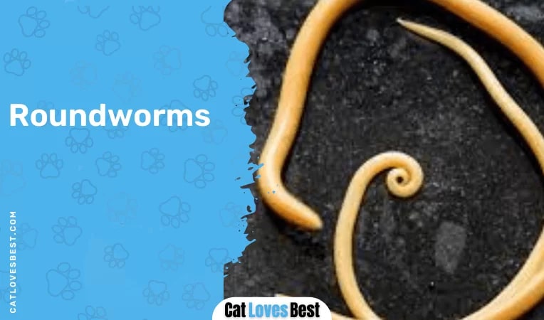 Roundworms