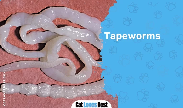 Tapeworms