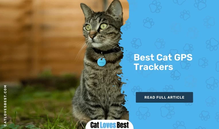 The 10 Best Cat GPS Trackers 