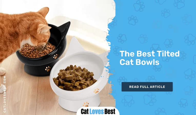 The Best Tilted Cat Bowls