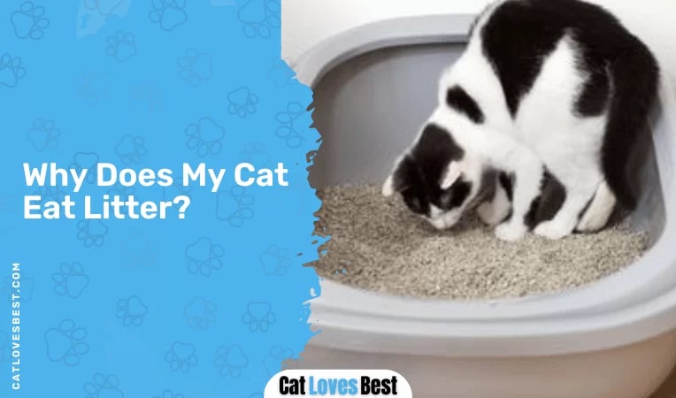 Why Does My Cat Eat Litter