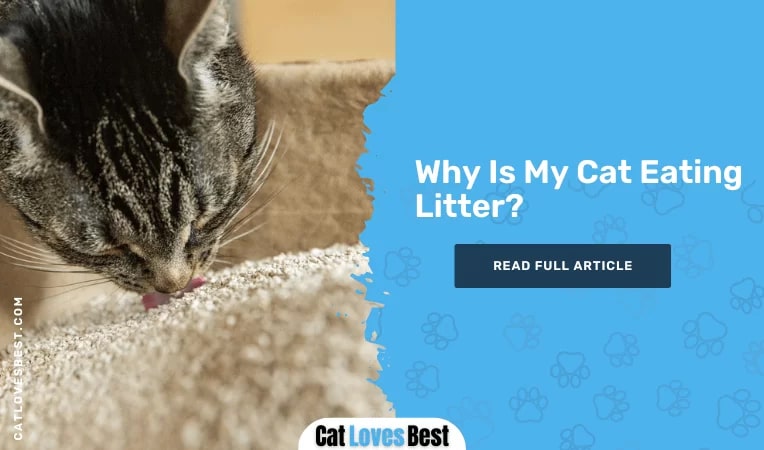 Why Is My Cat Eating Litter