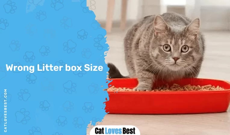 Wrong Litter box Size