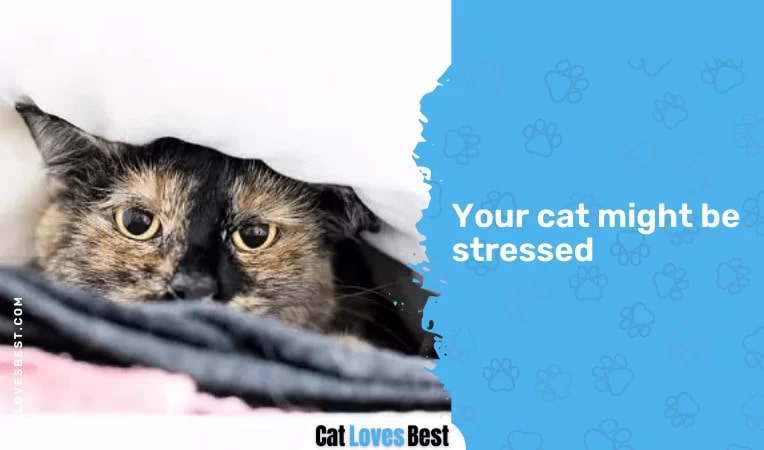  Your cat might be stressed