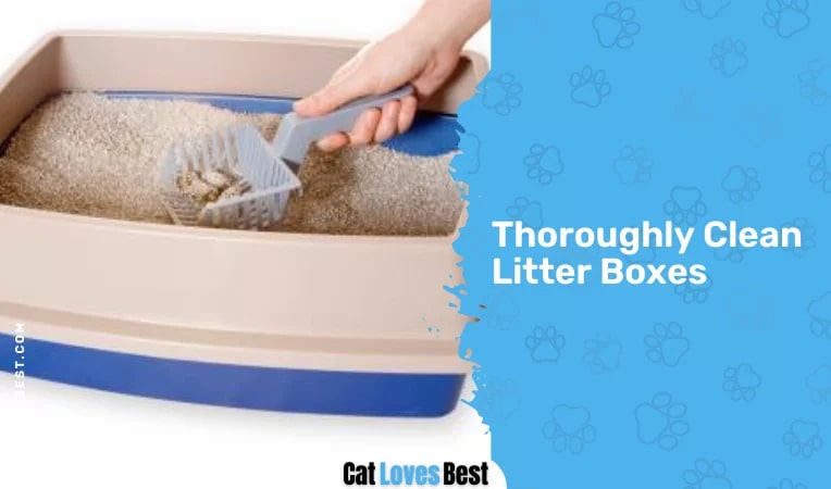 Thoroughly Clean Litter Boxes