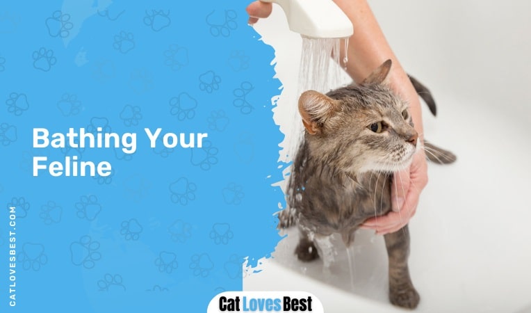 Bathing Your Feline