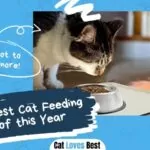 Best Cat Feeding Mats