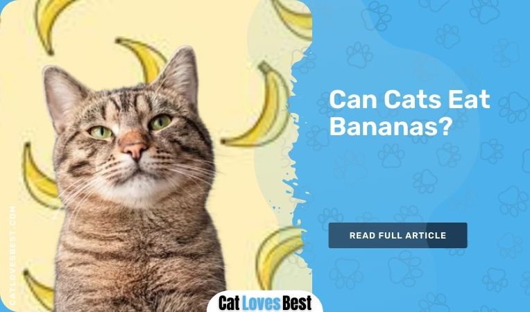 Can Cats Eat Bananas