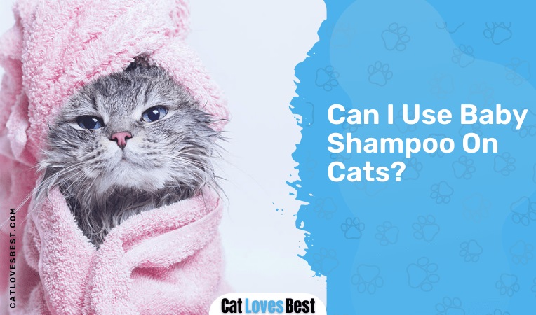 Can I Use Baby Shampoo On Cats