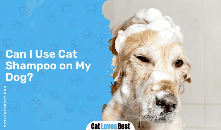 Can I Use Cat Shampoo on My Dog