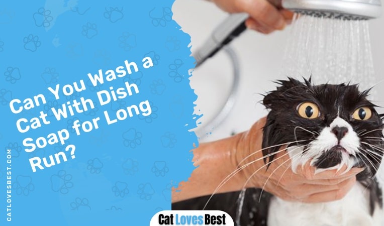 Can You Wash a Cat With Dish Soap for Long Run