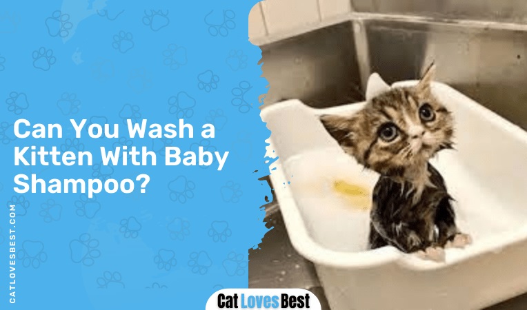 Can You Wash a Kitten With Baby Shampoo
