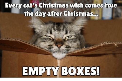 Cat's Wish Come True the Day After Christmas