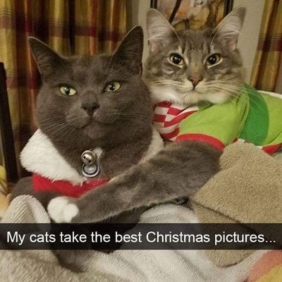  Check This Best Cat Christmas Picture