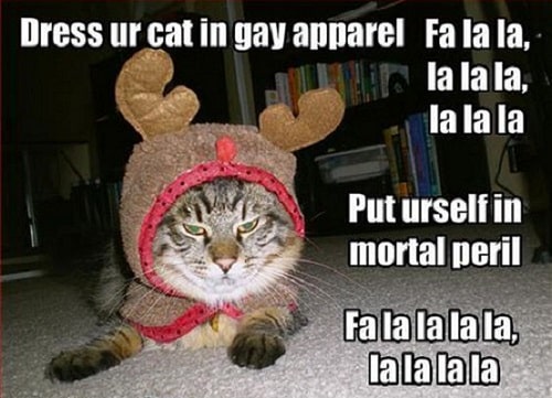 Christmas Costume Cat Meme