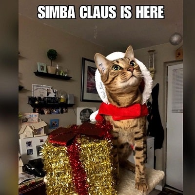 Christmas Is Here Because Simba Clause Is Here