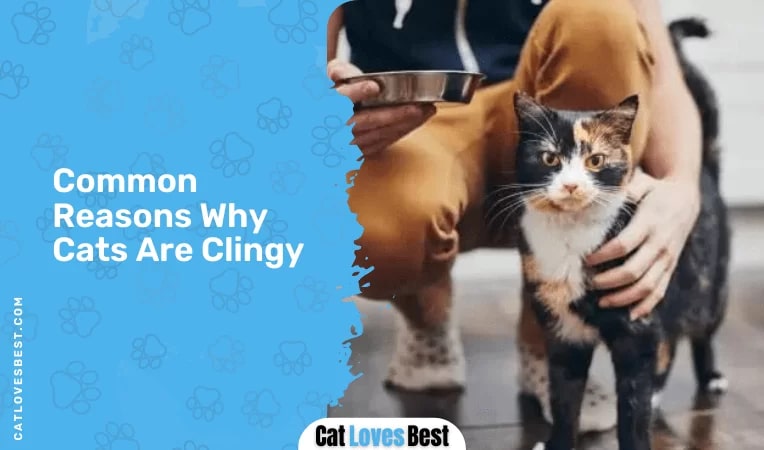 Common Reasons Why Cats Are Clingy